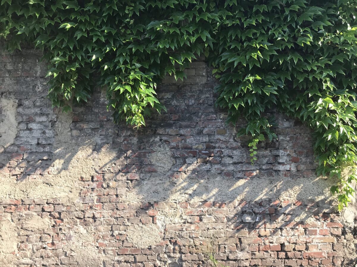 Zerbrechliches Leben – Verwundbarkeit und Heilung