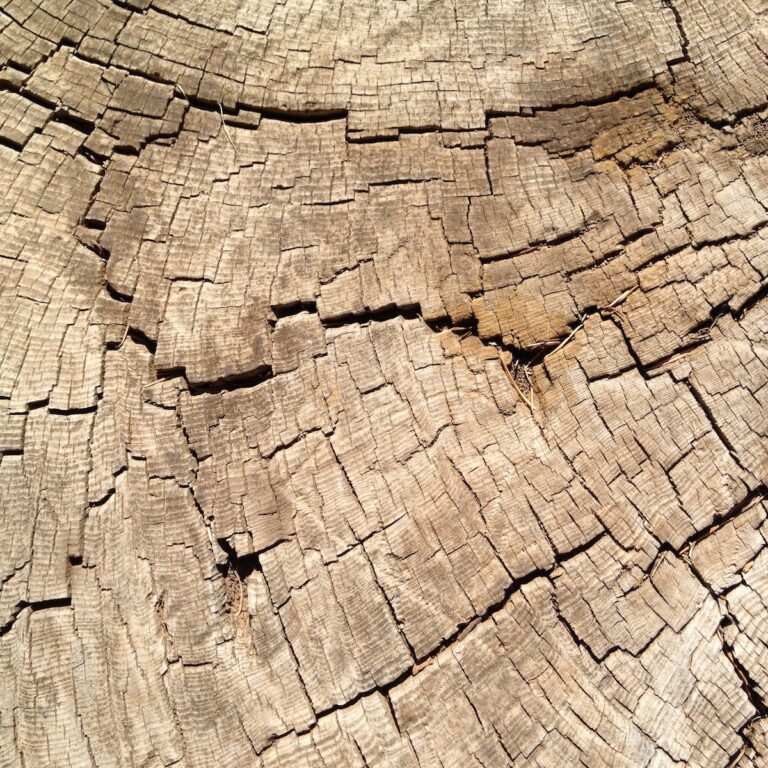 Zedernholz im Libanon