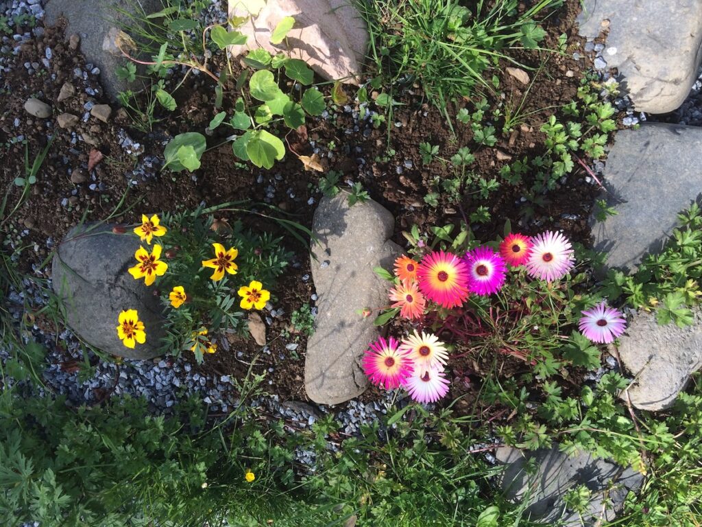 Blumen auf der Insel Eigg/Schottland