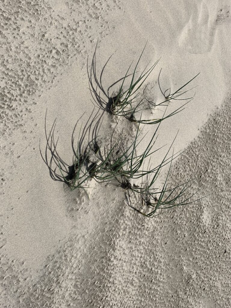 Die Perlen des Lebens