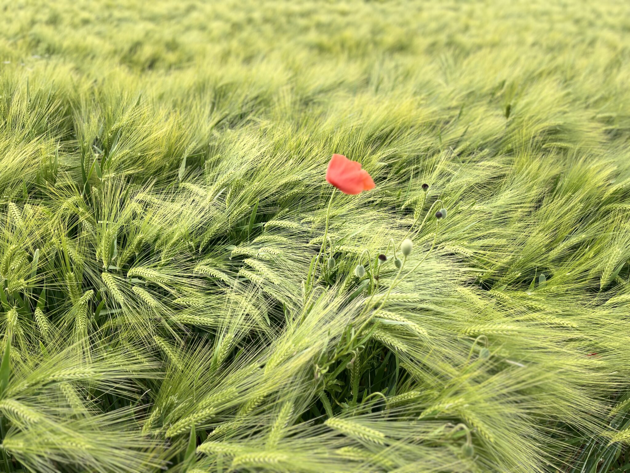 Mohnblume über dem getreide