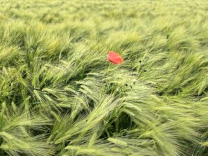 Mohnblume über dem getreide