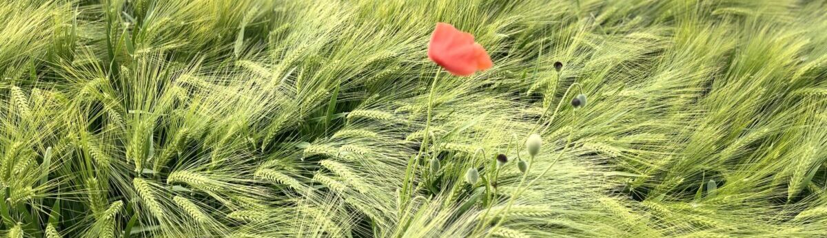 Mohnblume über dem getreide