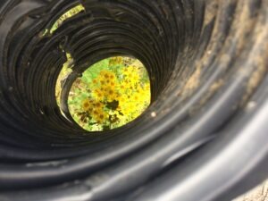 Über sieben Brücken – und einer geht mit