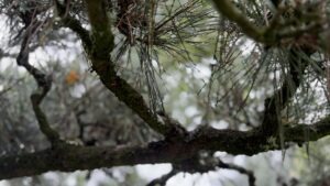 Morgenmeditation zum Beginn des Gottesdienstes